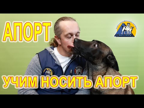 Видео: Апорт шаг 5. Учим собаку приносить апорт!