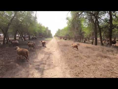 Видео: Косозень. Пески. Мотоэндуро. Ч_5