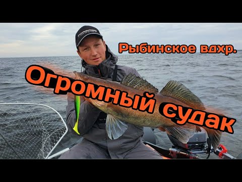 Видео: Огромный судак на спиннинг. Рыбалка на Рыбинском водохранилище в середине осени. Рыбинка раздает.