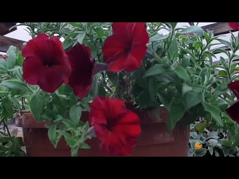 Видео: ОБРАБОТКА ЦВЕТОВ герани петунии и растений ОТ ВСЕХ ВРЕДИТЕЛЕЙ
