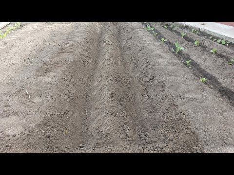 Видео: Как правильно сделать грядки траншеи под помидоры в открытом грунте