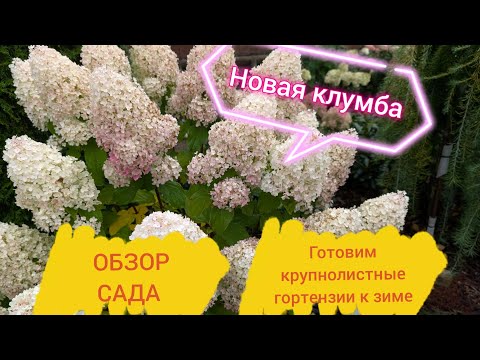 Видео: 27 СЕНТЯБРЯ 😂😂😂2025/Прогулка по саду/Работы в саду/Как будут зимовать КРУПНОЛИСТНЫЕ гортензии?