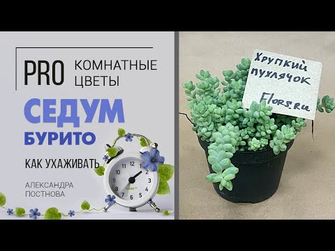 Видео: Необычное растение для дома Седум Бурито - удивительный суккулент | Хрупкое чудо природы