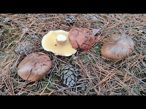 Видео: маслята порадовали грибника, корзина не пустая