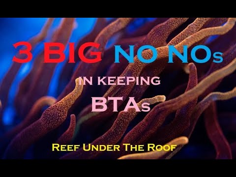 Видео: Три больших «нет» при содержании пузырчатых анемонов