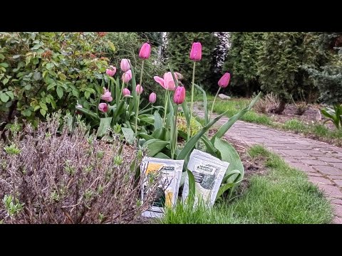 Видео: РОЗЫ Остина 🥀уход весной