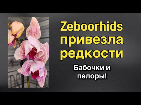 Видео: Взрослые цветущие азиатские редкости уже здесь! ❤️‍🔥🔥🌸