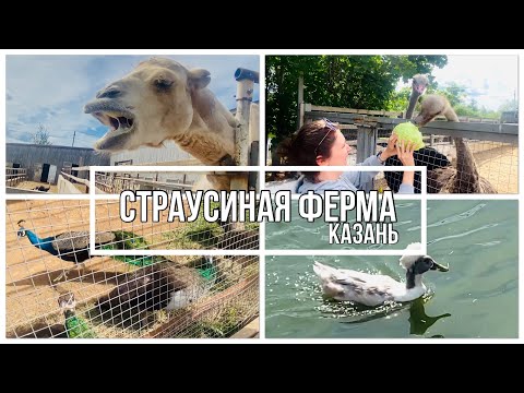 Видео: ЖИЗНЬ В КАЗАНИ\СТРАУСИНАЯ ФЕРМА\ТАТАРСКИЙ СТРАУС\СЕЛО ЯМАШУРМА