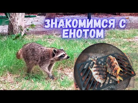 Видео: На острове с палаткой. Прогулка. Пришел ЕНОТ, познакомились. Ужин на костре. Vlog