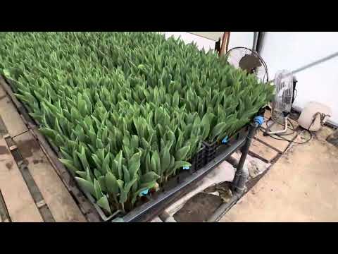 Видео: #Выгонка #тюльпанов #2025. Четвертая неделя. Начало сборки.