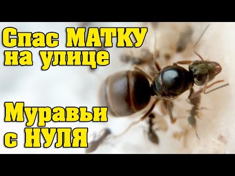 Видео: ПОЙМАЛ МУРАВЬИНУЮ МАТКУ, ПЕРВЫЕ ЗАРОДЫШИ  / КОЛОНИЯ С НУЛЯ