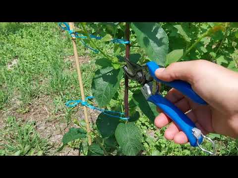 Видео: Развитие присадки 2023, 2-ра част, оформяне на короната