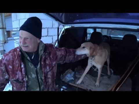 Видео: Охота с Русскими гончими на зайца 14 01 23