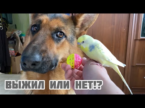 Видео: НЕМЕЦКАЯ ОВЧАРКА И ПОПУГАЙ | Первое знакомство | Друзья или враги