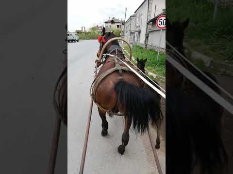 Видео: Коня звезда 2019