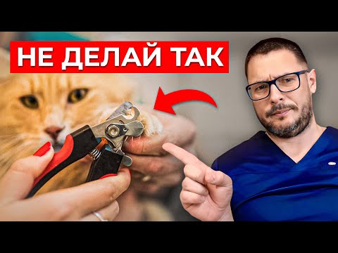 Видео: Ты Делаешь ему Больно! Как правильно ОБРЕЗАТЬ КОГТИ ПИТОМЦУ?