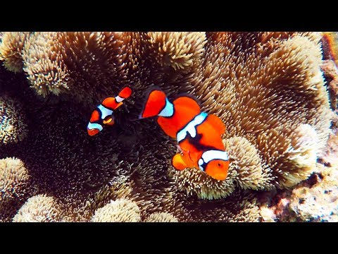 Видео: Снорклинг на пляже Нугу, Центральная провинция, Соломоновы Острова