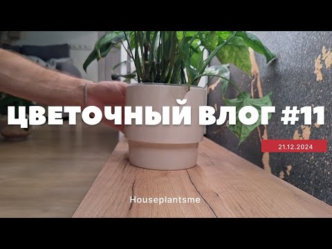 Видео: ЦВЕТОЧНЫЙ ВЛОГ #11 || ПОЛИВ КОМНАТНЫХ РАСТЕНИЙ || ПОКУПКА СТЕЛЛАЖА