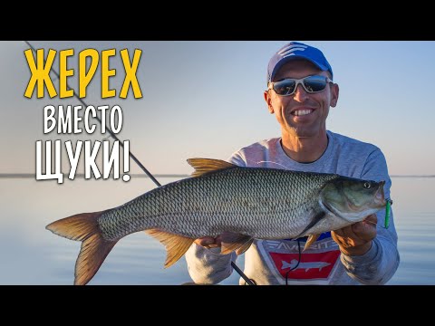 Видео: ЖЕРЕХ вместо ЩУКИ! Что пошло не так? Ловля на спиннинг с лодки.