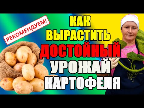 Видео: Почему у меня ВСЕГДА богатый урожай картофеля.