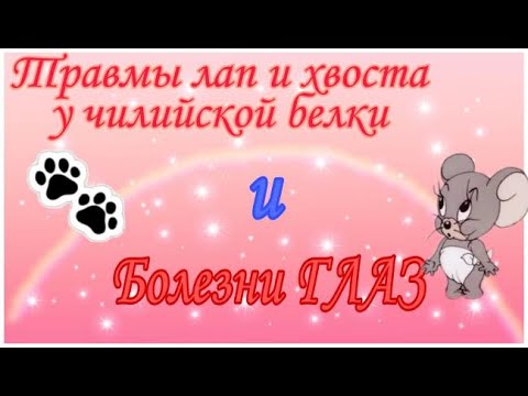 Видео: Травмы лап и хвоста и болезни глаз у дегу. Здоровье дегу №7