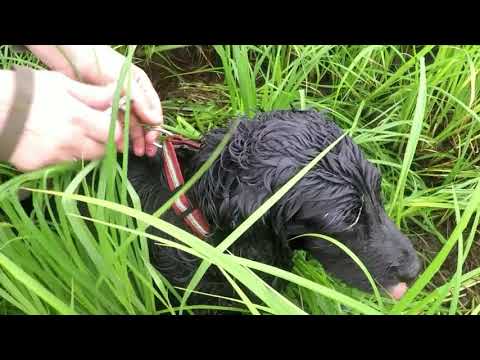 Видео: Испытания спаниелей по утке. 21.07.2018