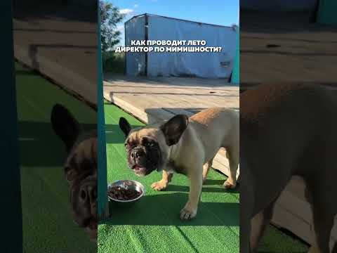 Видео: Как проходит лето у нашего директора по мимишности ☺️ #французскийбульдог #сапсерфинг #юмор