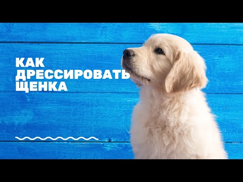 Видео: Как дрессировать щенка? | Самые топовые советы | разбираем ошибки (часть 2)