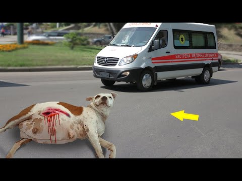 Видео: Беременную собаку сбила машина, и то что сделала проезжающая скорая помощь ШОКИРОВАЛО