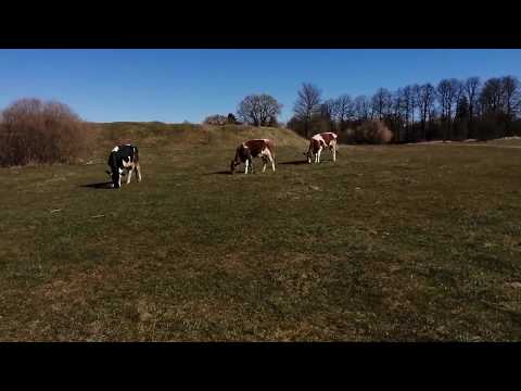 Видео: ДОХОД ЗА ГОД С НАШЕГО ХОЗЯЙСТВА!10 ДОЙНЫХ КОРОВ!