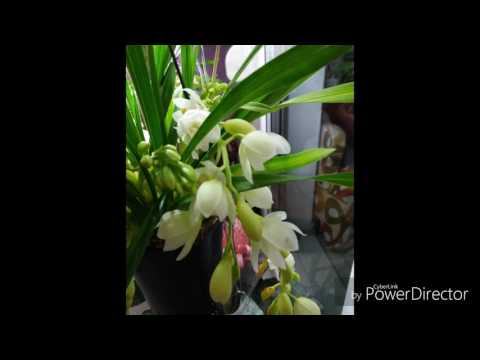 Видео: Мини цимбидиум Ice cascade.Обзор.