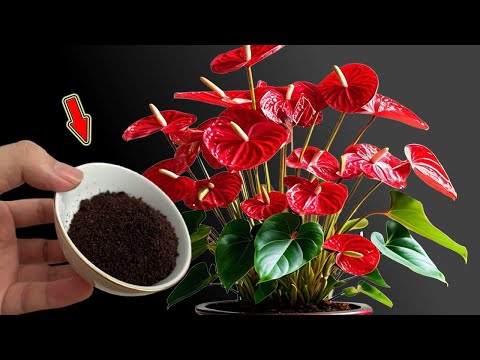 Видео: Посыпьте 1 чайной ложкой! Тысячи цветов цветут круглый год!