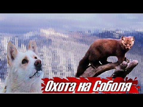 Видео: Охота на Соболя в Якутии. Таежные приключения