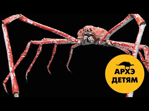 Видео: Больше кита и меньше песчинки | Вадим Марьинский (выпуск 1)