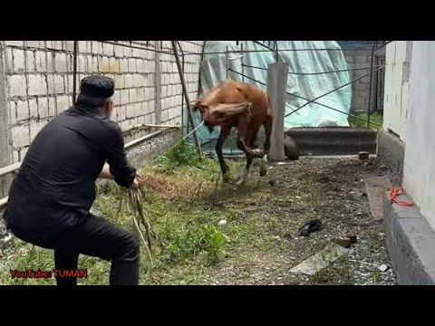 Видео: За час усмерить дикого Жеребенка с Табуна.