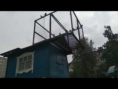 Видео: Свердловские Высоколётные Чернозобые голуби