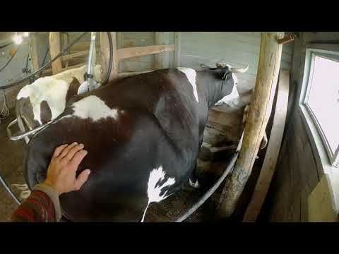 Видео: процесс доения коров в моем доильном зале
