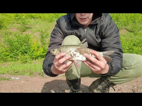 Видео: Лещи уходят один за одним. Рыбалка на Каме на сало.