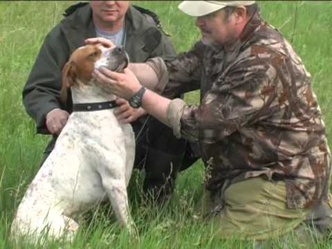 Видео: ОХОТА С ПОЙНТЕРОМ-1