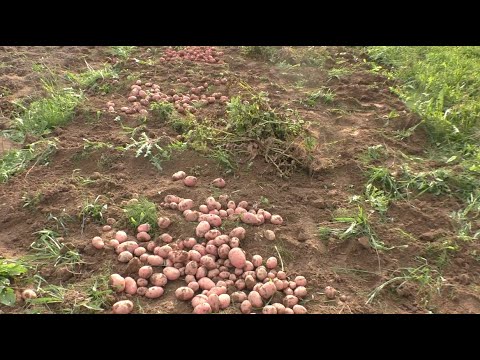 Видео: НА УЧАСТКЕ 2 СЕЗОН # 96 ВИДЕО ОТ АЛЕКСАНДРА ИГРОФФ