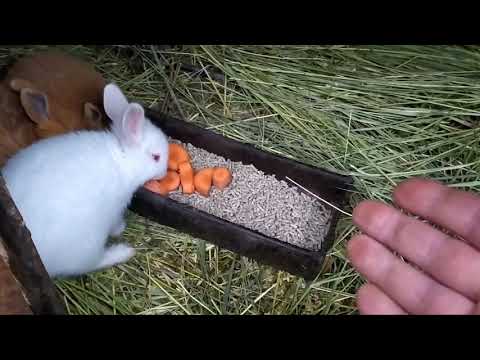 Видео: САМЫЙ ЛУЧШИЙ КОРМ ДЛЯ МАЛЕНЬКИХ КРОЛИКОВ!!!