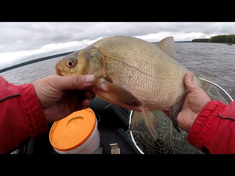 Видео: ВОТ ЭТО КЛЁВ !!! РЫБАЛКА С ЛОДКИ НА МОРМЫШКУ. ЛЕЩ. КАРАСЬ
