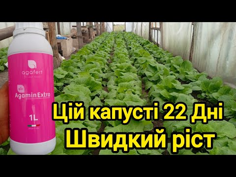 Видео: Як пришвидшити ріст капусти. Біостимулятор Agamin Extra. 