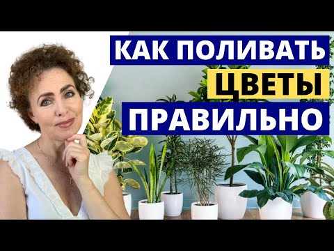 Видео: Как поливать комнатные цветы. Вода для полива растений.