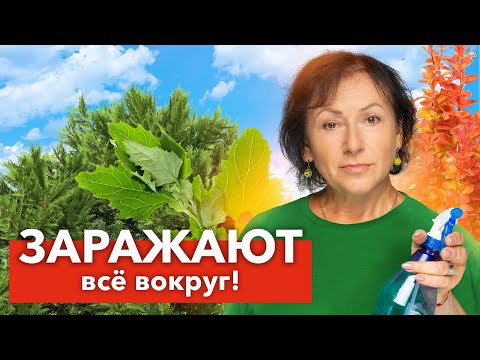 Видео: ЭТИ РАСТЕНИЯ - РАССАДНИКИ БОЛЕЗНЕЙ, каждый год болеют сами и заражают все вокруг!