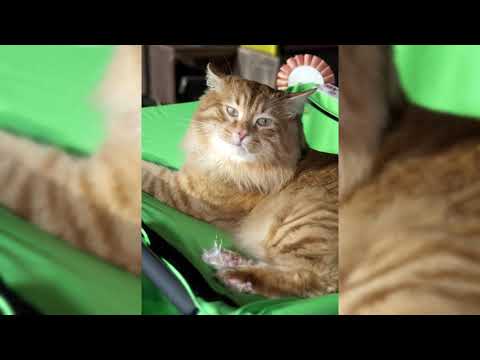 Видео: Курильский бобтейл. Плюсы и минусы, Цена, Как выбрать, Факты, Уход, История