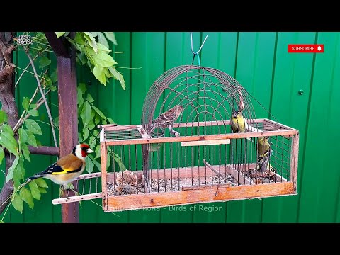 Видео: ЩЕГЛЫ вернулись, ЩЕГОЛ черноголовый. Чиж не улетает.