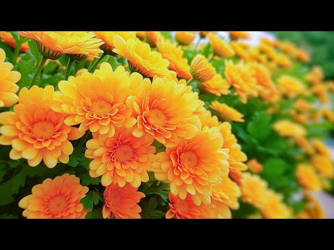 Видео: Музыка для успокоения центральной нервной системы🌿Успокаивает разум и освежает душу