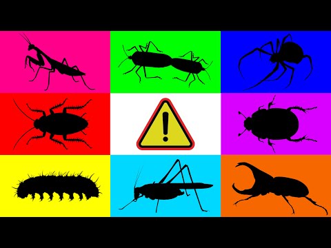 Видео: Насекомое: таракан, скарабей, хлопковые клопы, кузнечик, гусеница, паук, многоножка, рогатый жук