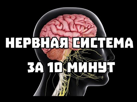Видео: Нервная система за 10 минут